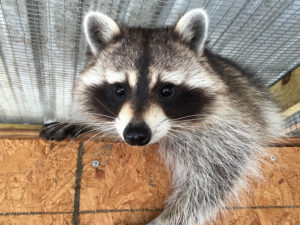 Garden State Wildlife Center, NJ wildlife rehabilitation raccoons